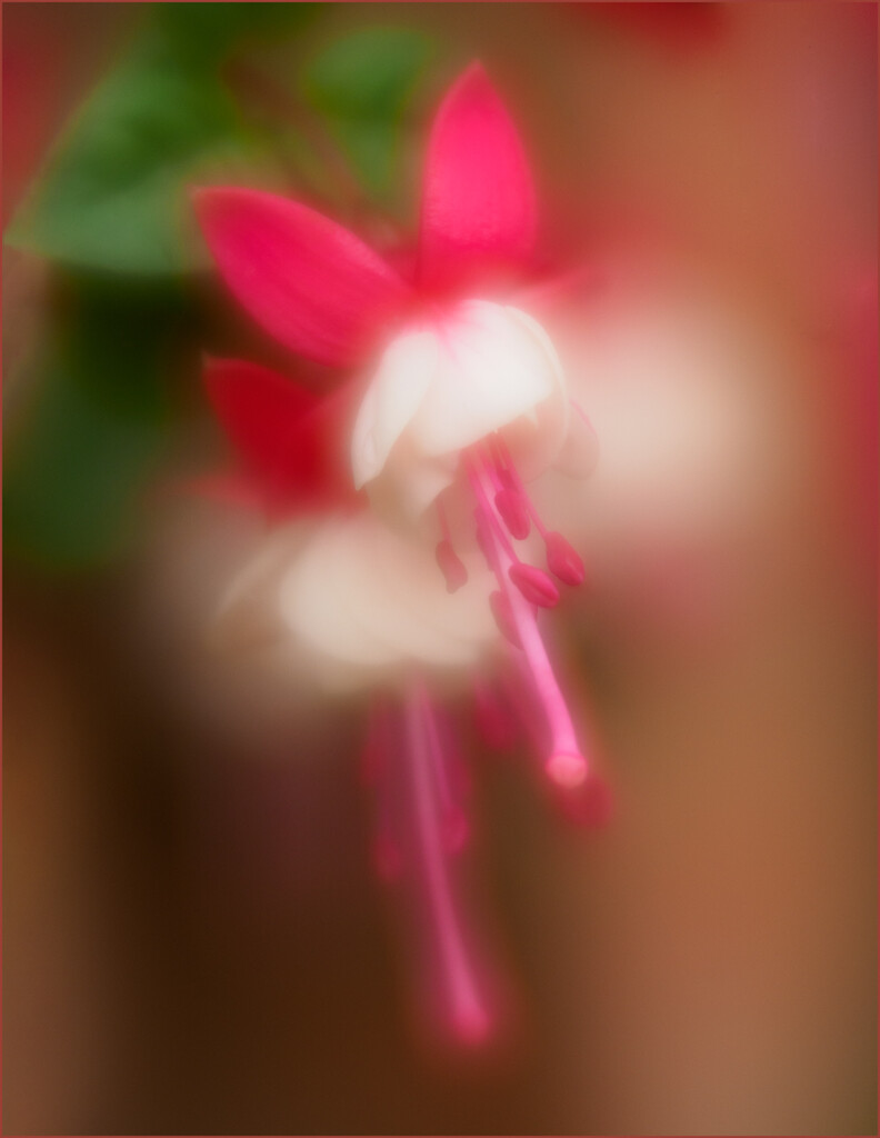 18 - Fuschia Bloom by marshwader