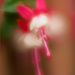 18 - Fuschia Bloom by marshwader