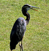 11th Aug 2023 - August 11 Blue Heron With Tongue Out IMG_4410