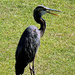 August 11 Blue Heron With Tongue Out IMG_4410 by georgegailmcdowellcom
