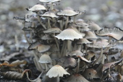 29th Jul 2023 - Fungi at Moor Copse