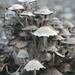 Fungi at Moor Copse by mariadarby