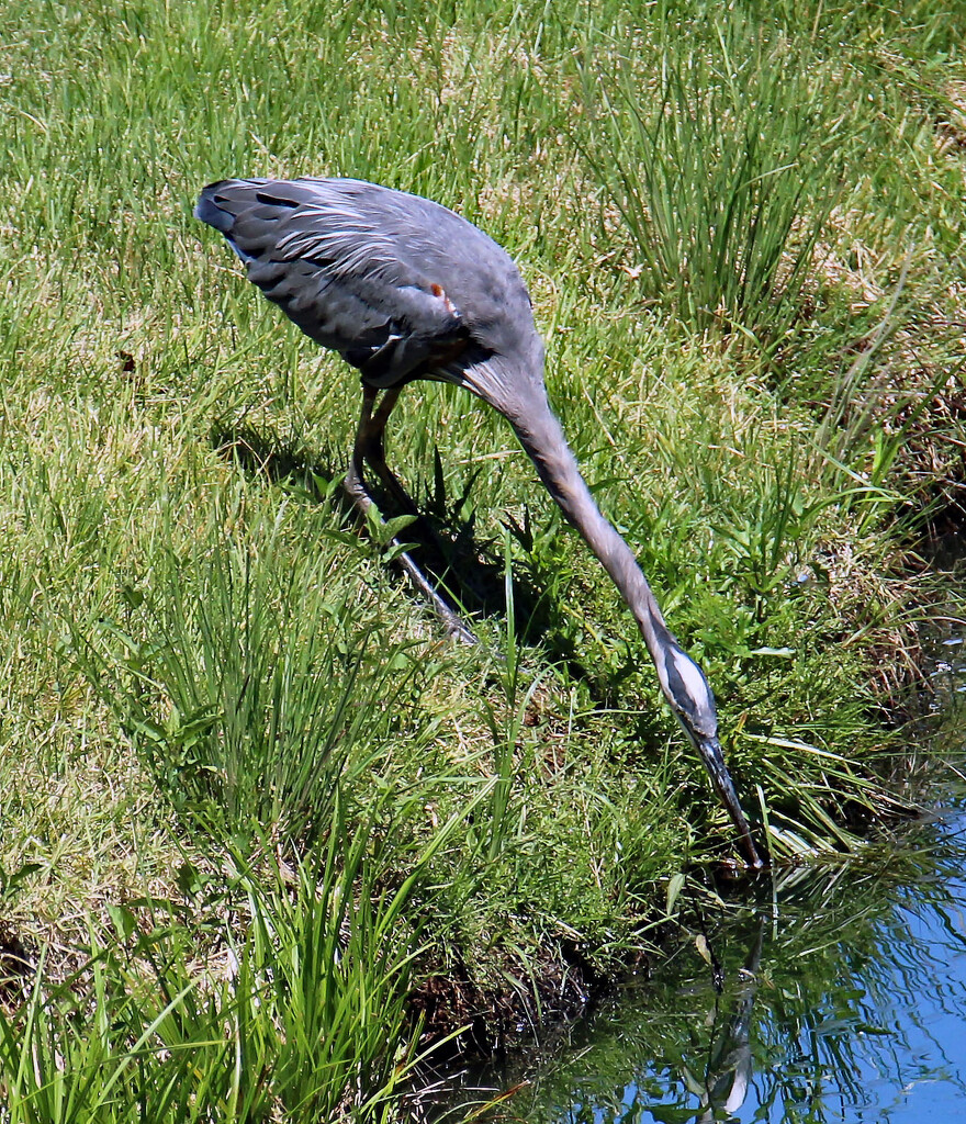 August 13 Blue Heron Amazingly Successful Fishing Technique IMG_4498AA by georgegailmcdowellcom