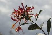 28th Jul 2023 - Honeysuckle