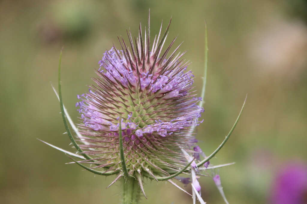 Teasle by mariadarby