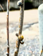 18th Aug 2023 - How many snails can you get on one branch!