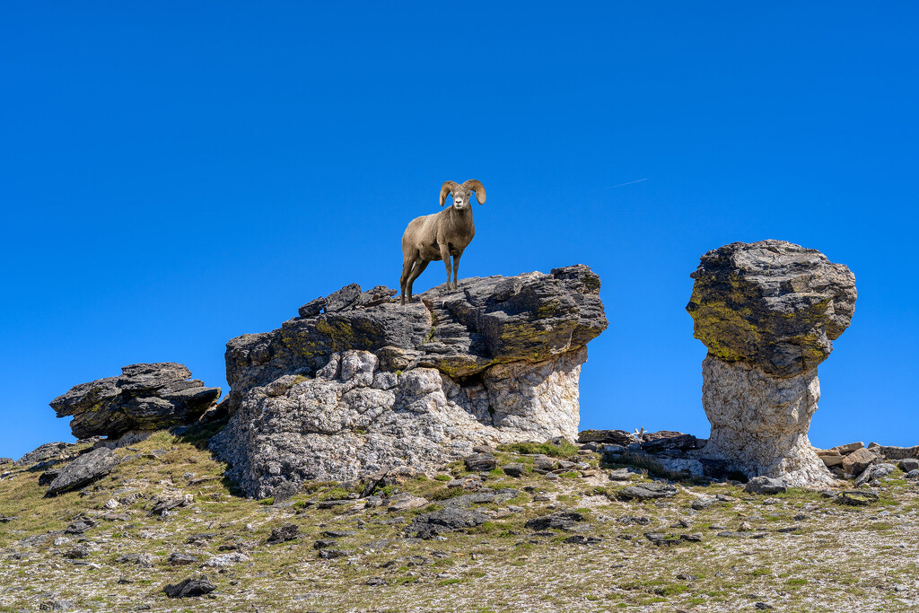 Bighorn Sheep on Mushroom Rock by k9photo
