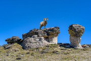18th Aug 2023 - Bighorn Sheep on Mushroom Rock