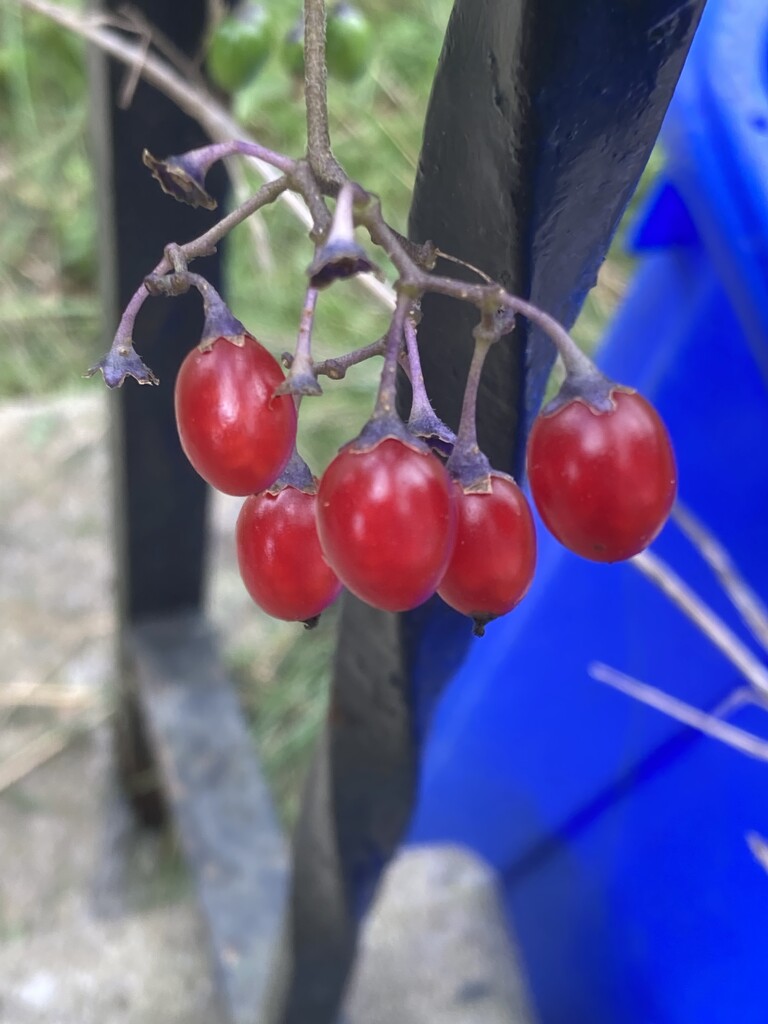 Original Berries  by spanishliz