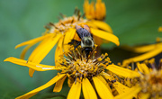 18th Aug 2023 - Carpenter Bee and friend on Ligularia.