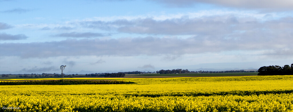 Windmill in a canola paddock by ankers70