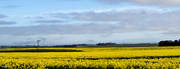 19th Aug 2023 - Windmill in a canola paddock