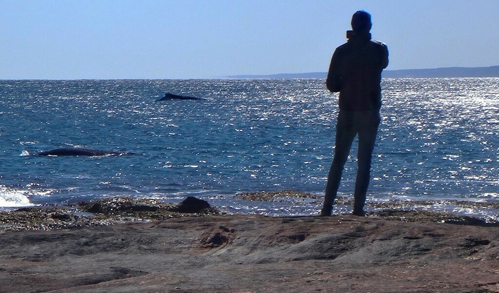 Kalbarri also has whales... by robz