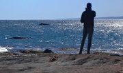 28th Jul 2023 - Kalbarri also has whales...