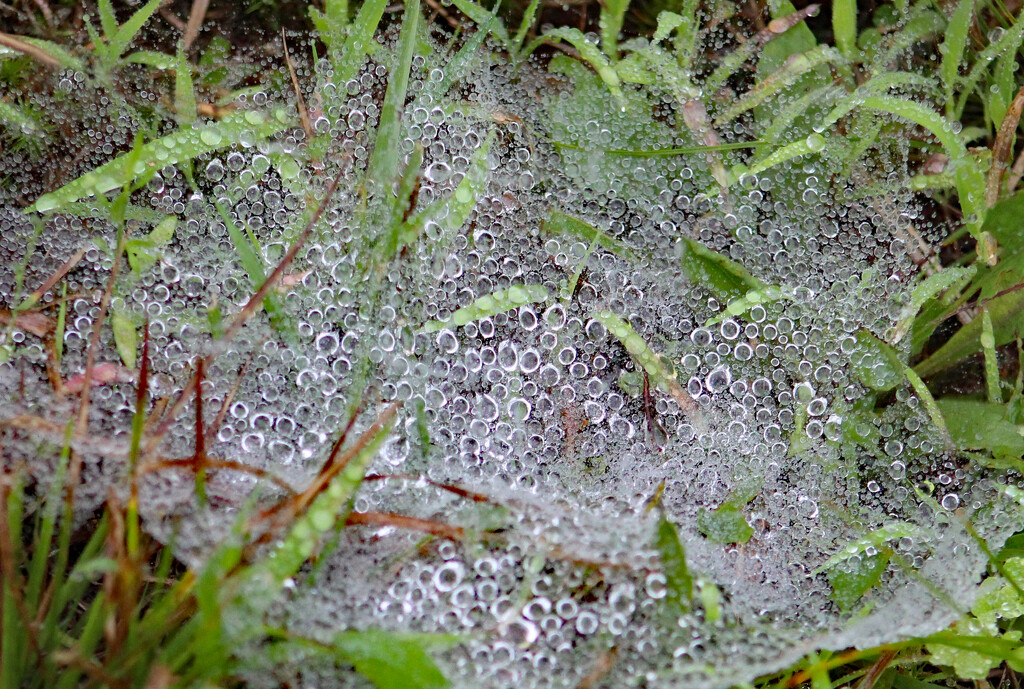 Foggy Mist On Grass Spiders Web by paintdipper
