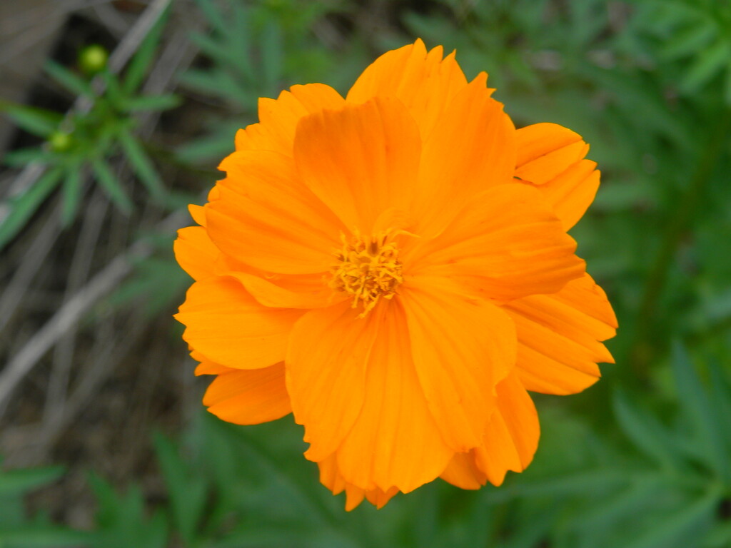 Orange Cosmo Flower  by sfeldphotos
