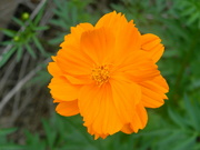 18th Aug 2023 - Orange Cosmo Flower 