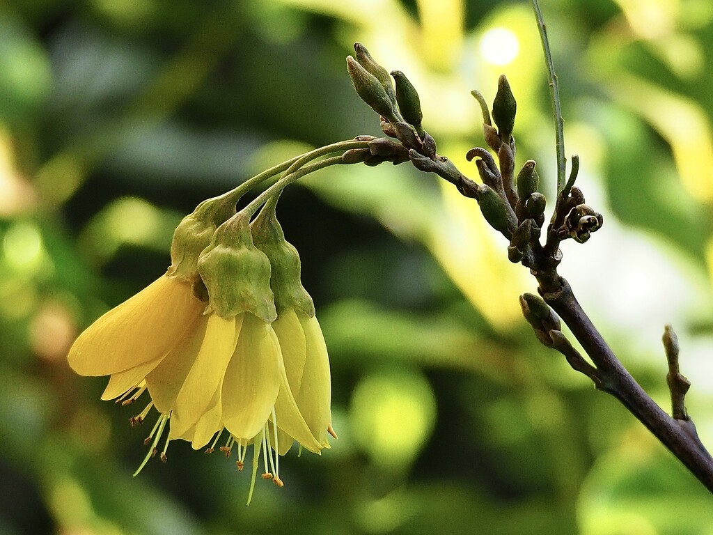 A Kowhai flower and buds , the Keruru has been gorging himself on the tender leaves and buds and the Tui enjoys the nectar. by Dawn