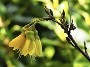 19th Aug 2023 - A Kowhai flower and buds , the Keruru has been gorging himself on the tender leaves and buds and the Tui enjoys the nectar.