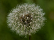 18th Aug 2023 - dandelion seeds