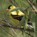 American Goldfinch by rminer