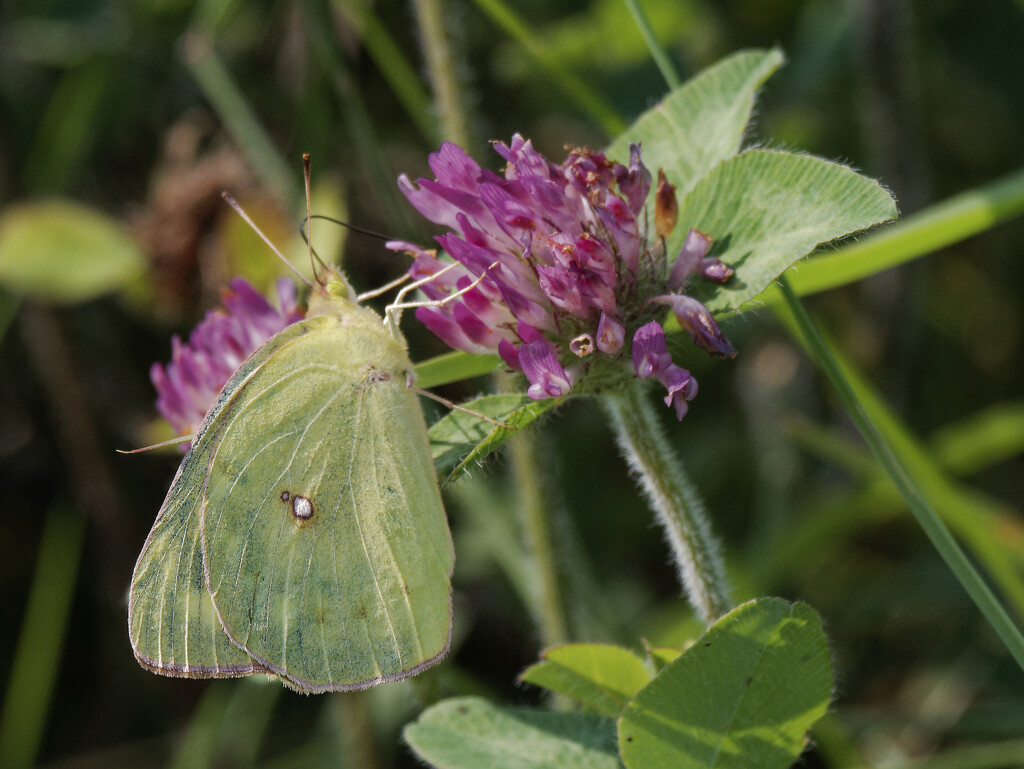 Clouded sulphur butterfly on clover by rminer
