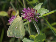 18th Aug 2023 - Clouded sulphur butterfly on clover