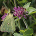 Clouded sulphur butterfly on clover by rminer