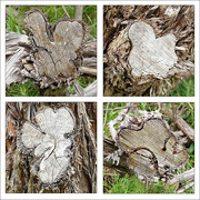 19th Aug 2023 - Tree Stump Collage