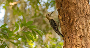 18th Aug 2023 - Female Red Bellied Woodpecker!