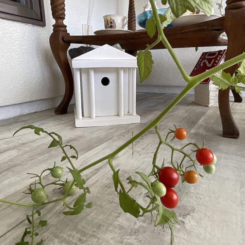 Some of my cherry tomatoes  by illinilass