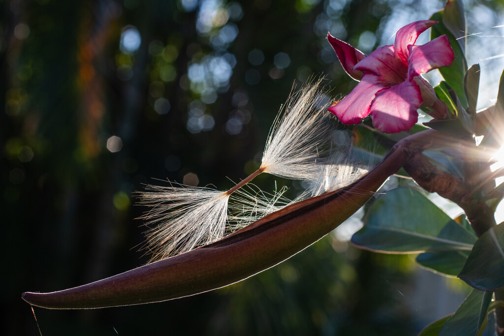 Desert Rose seed pod opens by nannasgotitgoingon