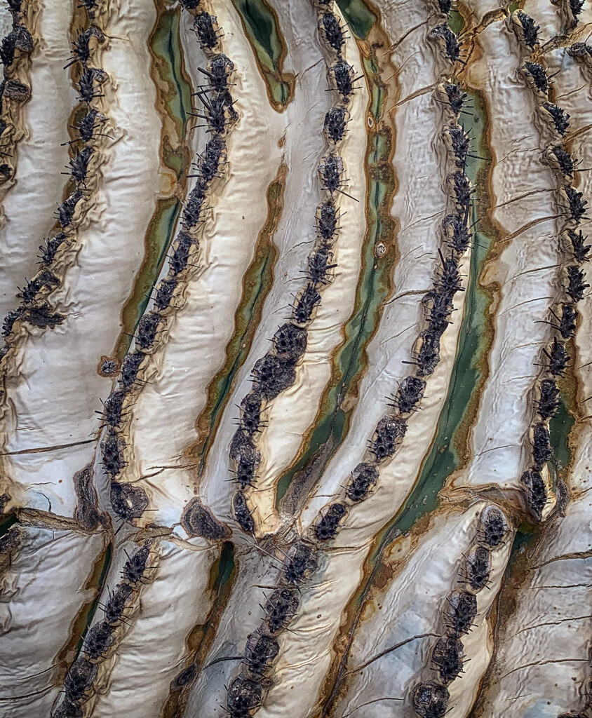 Dying Barrel Cactus by 365projectorgbilllaing