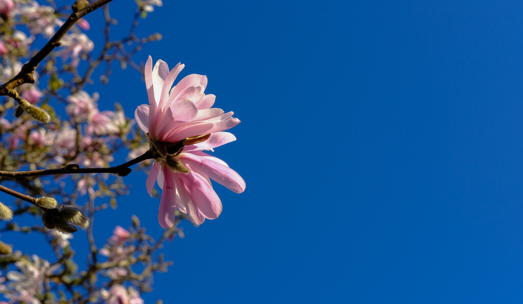 Blue sky and magnolia by brigette