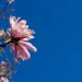 Blue sky and magnolia by brigette