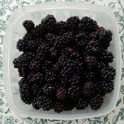 19th Aug 2023 - Wild Blackberries 