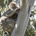 new mumma Julie by koalagardens