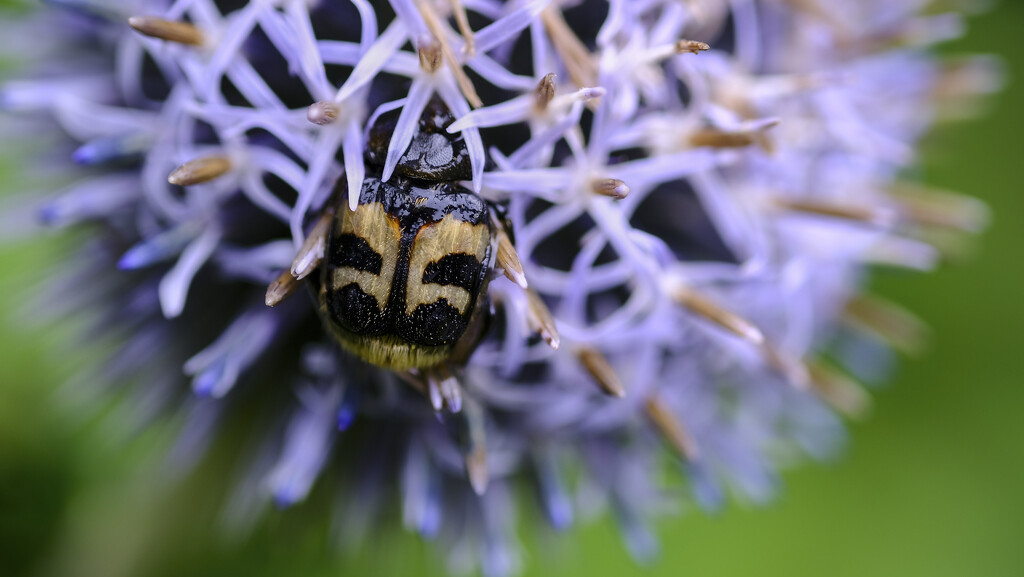 Bee Beetle by kametty