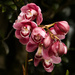 Orchids by dkbarnett