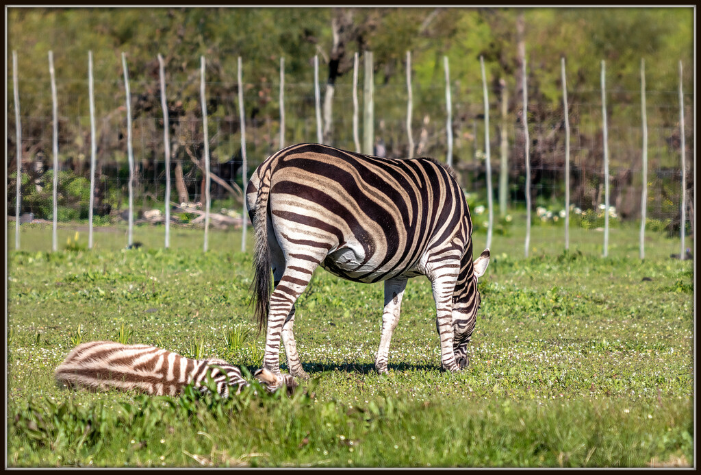 So fast asleep by ludwigsdiana