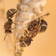 18th Jul 2023 - Tropical paper wasp