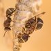 Tropical paper wasp by dkbarnett