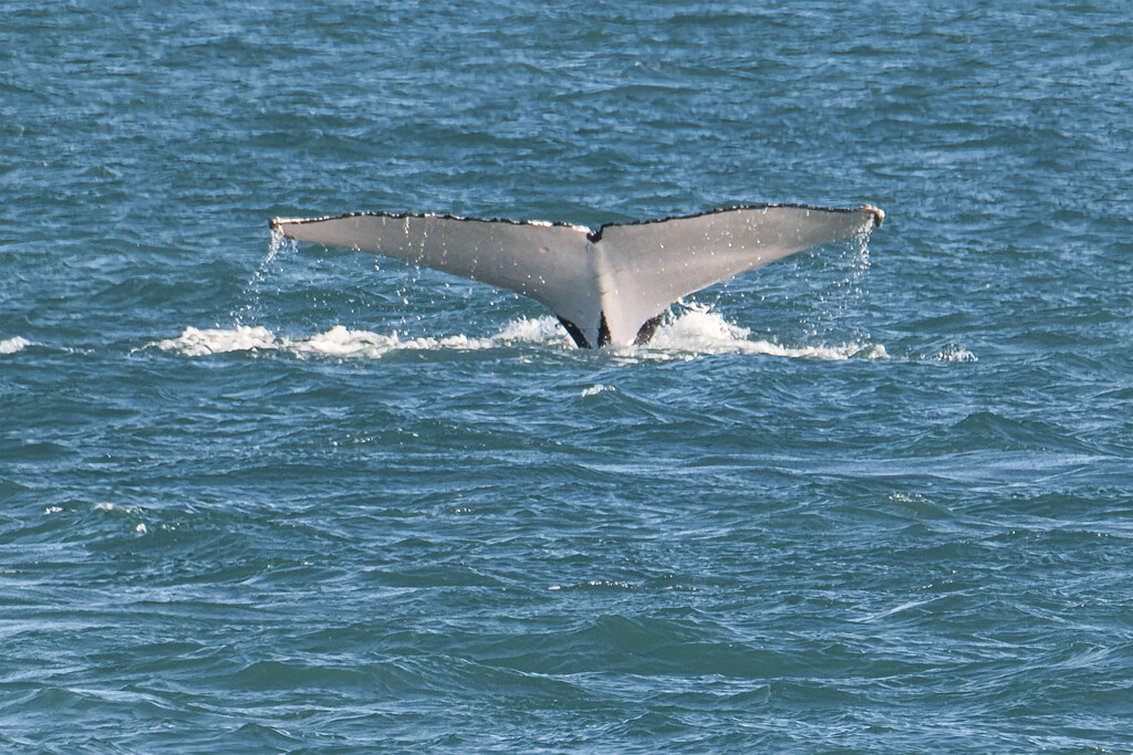 Humpback by dkbarnett