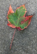 19th Aug 2023 - Fall Leaf?