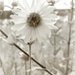 Sunny Disposition