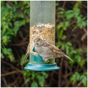 19th Aug 2023 - House sparrow