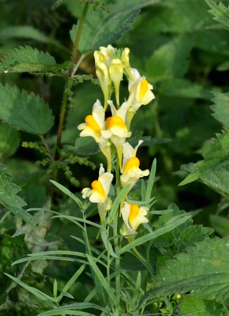 Common Toadflax by arkensiel