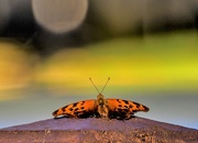 17th Aug 2023 - Visitor on My Deck