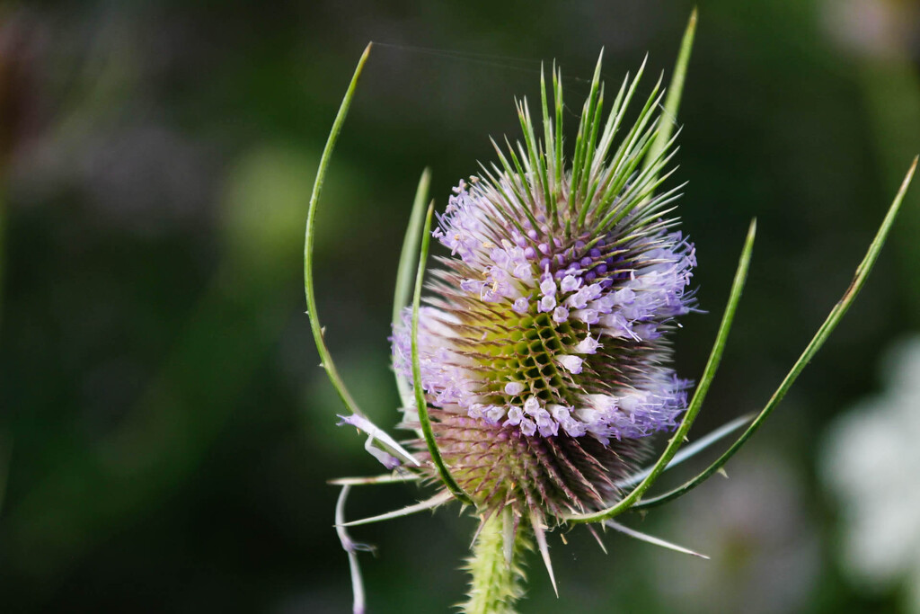 A teasel by mittens