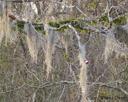 29th Jan 2011 - 1-29-2011  Spanish moss, resurrection fern and a bobber, Alligator Bayou